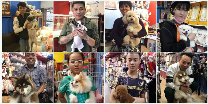 Điều Trị Bệnh Lepto Trên Chó Ở Đâu