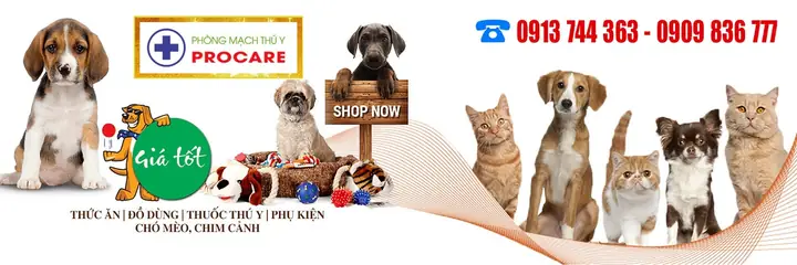 Điều Trị Bệnh Lepto Trên Chó Ở Đâu