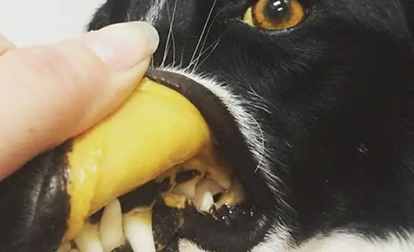 Triệu Chứng Bệnh Lepto Trên Chó