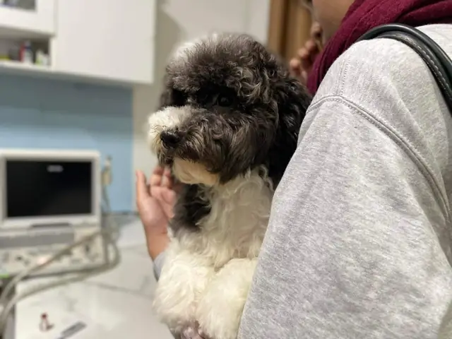 Sông Hàn Pet - Địa Chỉ Điều Trị Nhiễm Trùng Tiết Niệu Ở Chó