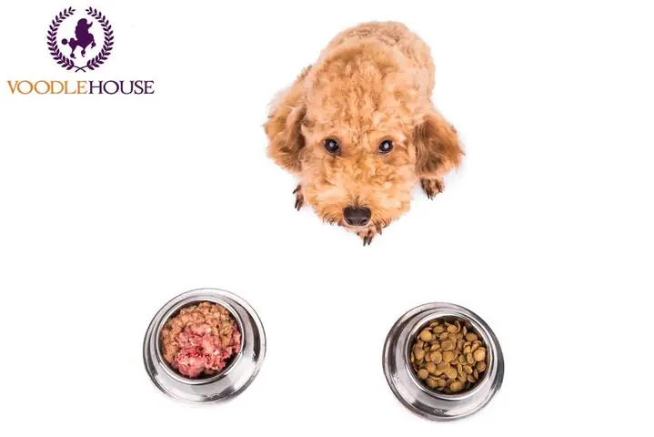 Dinh Dưỡng Cho Chó Poodle Mang Thai