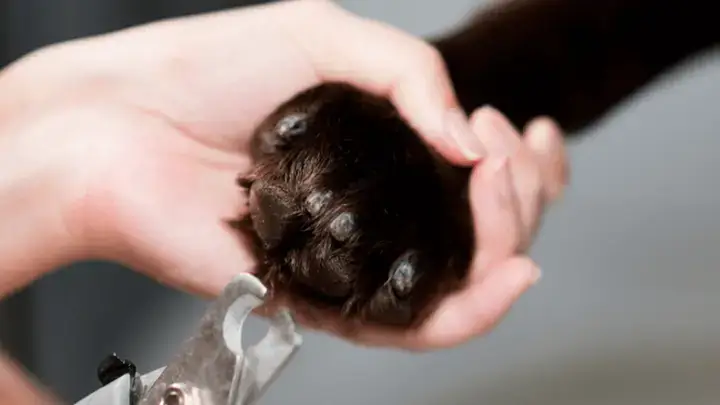 Hướng Dẫn Chọn Đồ Cắt Móng Cho Chó Phù Hợp