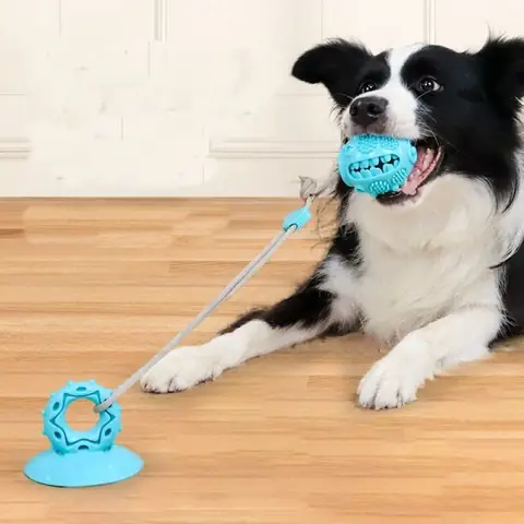 Đồ Chơi Cho Chó Con: Hướng Dẫn Chọn Lựa Và Sử Dụng An Toàn, Hiệu Quả