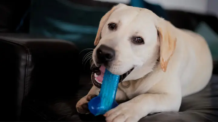 Bóng Gặm Có Khe Nhét Thức Ăn