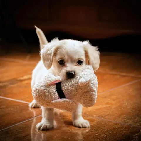 Gấu Bông Hoặc Đồ Chơi Vải Mềm