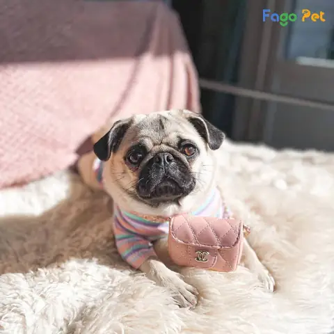 Những Lưu Ý Khi Sử Dụng Đồ Chơi Cho Chó Pug