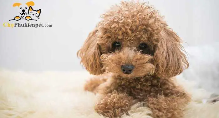 Cách Đỡ Đẻ Cho Chó Poodle
