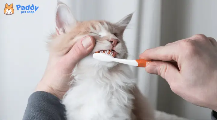 Lý Do Bạn Cần Vệ Sinh Răng Miệng Cho Chó Mèo? Lý Do Bạn Cần Vệ Sinh Răng Miệng Cho Chó Mèo?