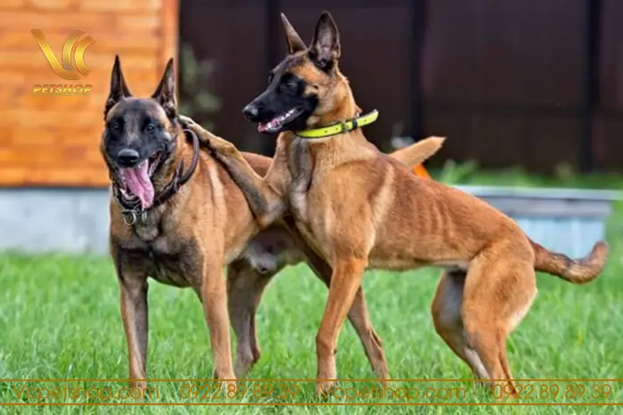 Dụng Cụ Huấn Luyện Chó Malinois – Cách Chọn Và Sử Dụng Hiệu Quả Nhất Dụng Cụ Huấn Luyện Chó Malinois – Cách Chọn Và Sử Dụng Hiệu Quả Nhất