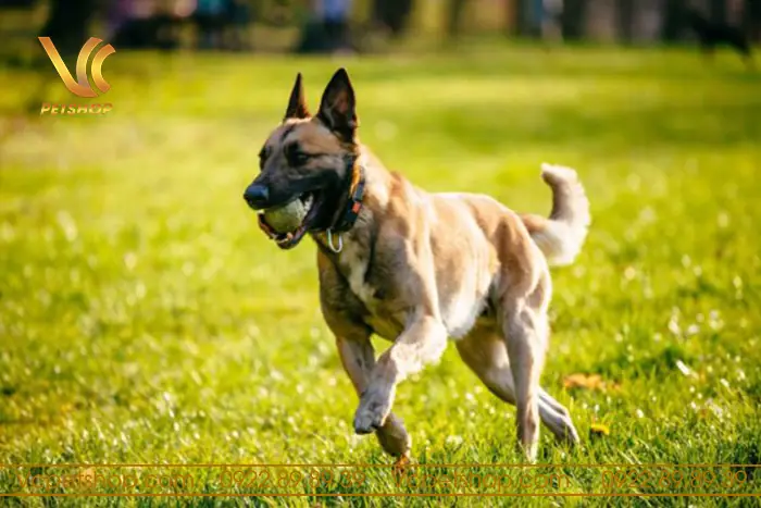 Các Loại Dụng Cụ Huấn Luyện Chó Malinois Các Loại Dụng Cụ Huấn Luyện Chó Malinois