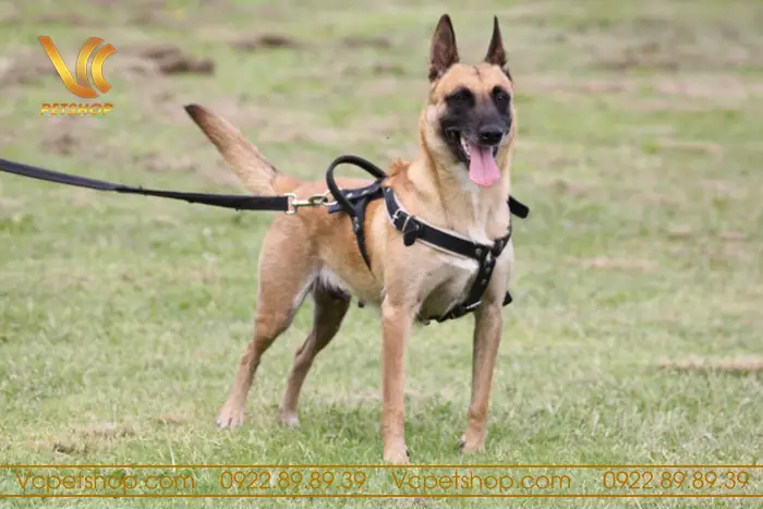 Các Loại Dụng Cụ Huấn Luyện Chó Malinois Các Loại Dụng Cụ Huấn Luyện Chó Malinois