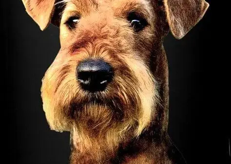 Gâu Đần Là Chó Gì? Tìm Hiểu Về Loài Chó Hoang Dã Đặc Biệt Ở Việt Nam