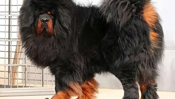 Gâu Đần Là Chó Gì? Tìm Hiểu Về Loài Chó Hoang Dã Đặc Biệt Ở Việt Nam