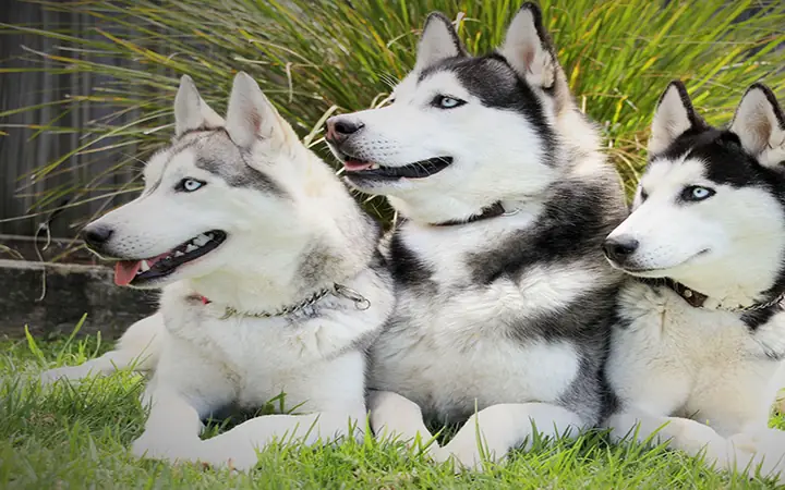 Bảng Giá Husky