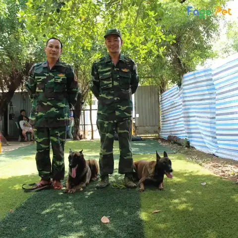 Giáo Trình Huấn Luyện Chó Tại Fago Pet