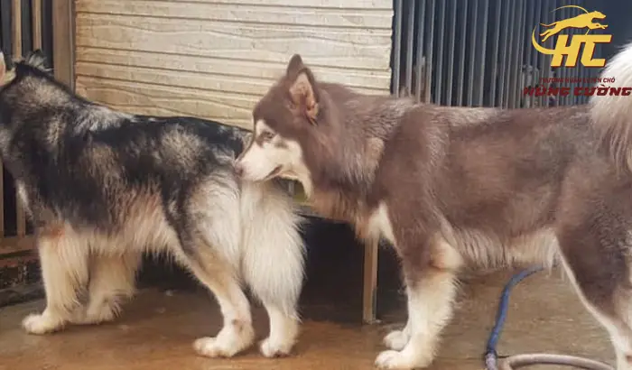 Tính Cách Alaskan Malamute: Người Bạn Lớn Trung Thành Và Đáng Yêu Tính Cách Alaskan Malamute: Người Bạn Lớn Trung Thành Và Đáng Yêu