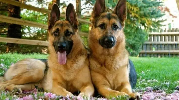 Chế Độ Dinh Dưỡng Của Chó Becgie Theo Giai Đoạn