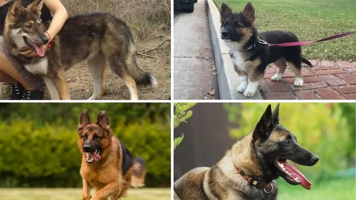 Phân Loại Chó Becgie