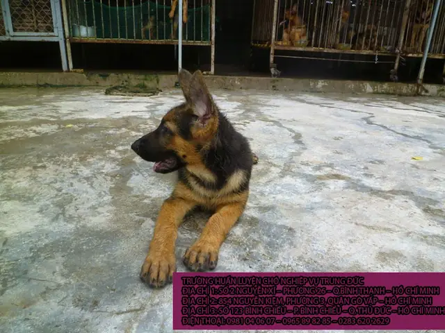 Becgie Con, Becgie Con