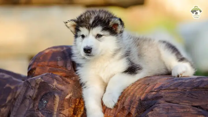 Chó Alaska Màu Lông Đen – Trắng