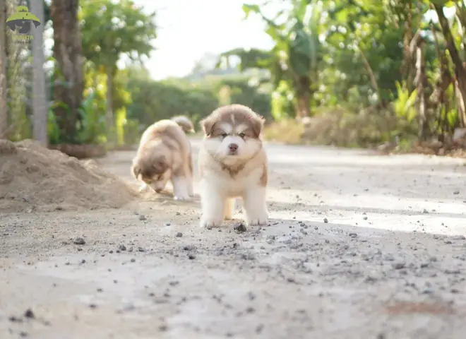 Môi Trường Sống Alaska