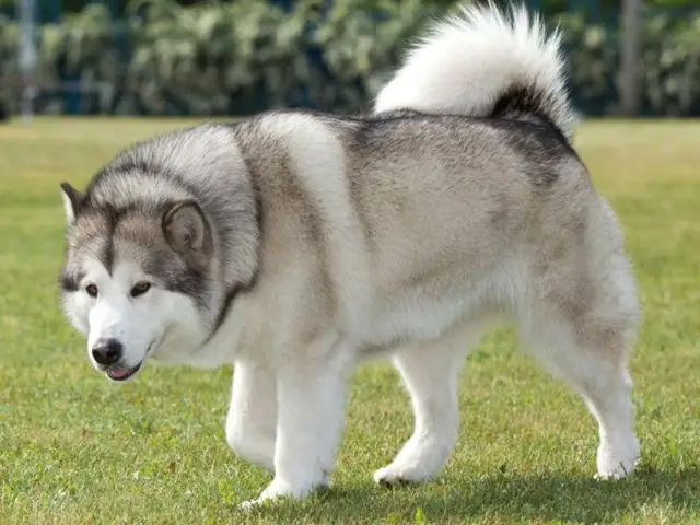 Chó Alaska Màu Lông Xám – Trắng