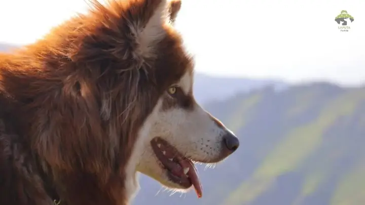 Chó Alaska Màu Nâu Đỏ – Trắng