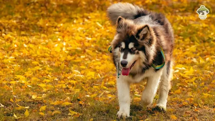 Dựa Vào Đặc Điểm Hình Thể