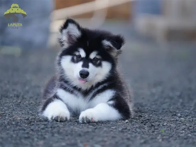 Alaska 2 Đến 6 Tháng Tuổi