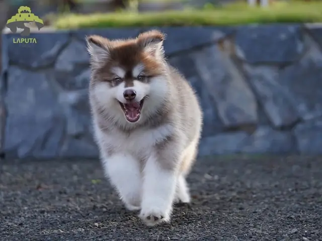 Tính Hiếu Động Nhanh Nhẹn