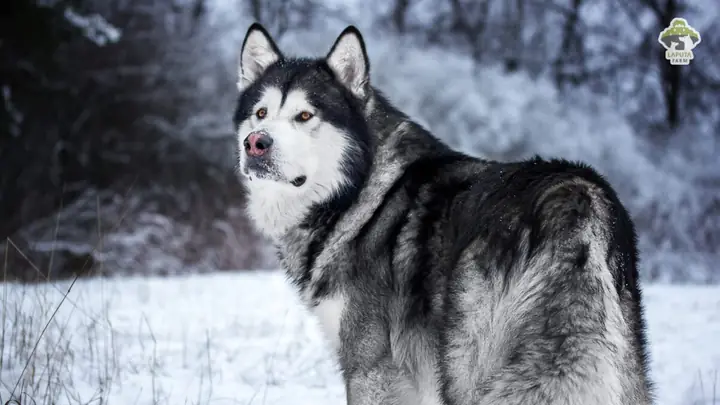 Nguồn Gốc Chó Alaska