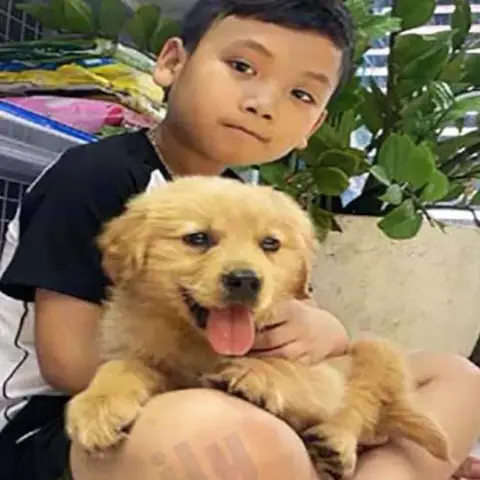 Tổng Hợp Hình Ảnh Gâu Đần Đẹp, Đáng Yêu