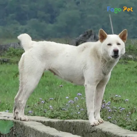 Ưu Điểm Khi Lựa Chọn Mua Chó Mông Cộc Tại Fago Pet