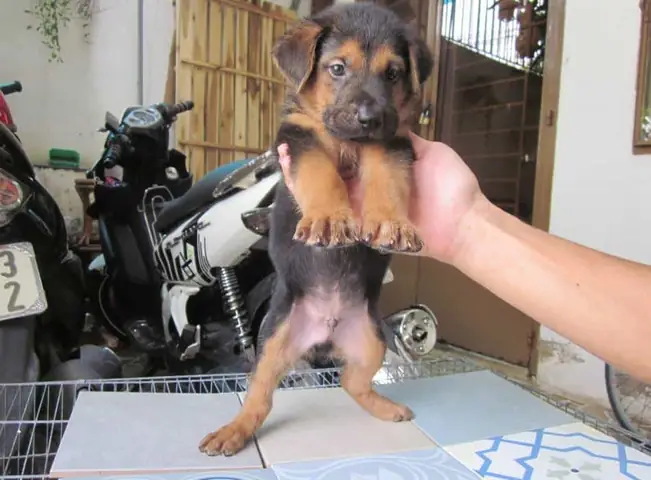 Chó Phú Quốc Lai Becgie Đức Gsd