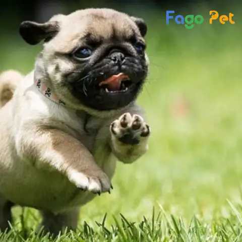 Những Lý Do Bạn Nên Nuôi Chó Pug Mini