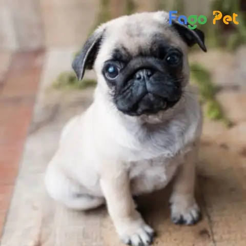 Ưu Điểm Khi Lựa Chọn Mua Chó Mặt Xệ Mini Tại Fago Pet