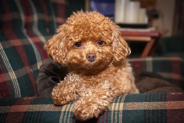 Giá Các Giống Chó Cảnh Phổ Biến Tại Hà Nội