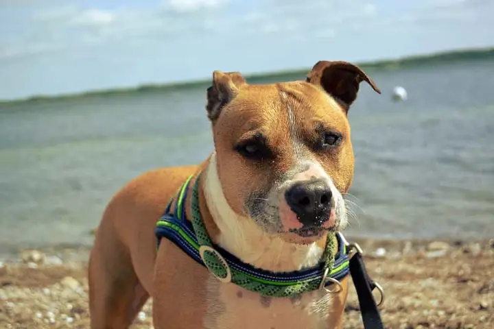 Giá Cắt Tai Cho Chó Pitbull?