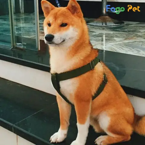 Ưu Điểm Khi Lựa Chọn Mua Chó Akita Inu Tại Fago Pet Ưu Điểm Khi Lựa Chọn Mua Chó Akita Inu Tại Fago Pet