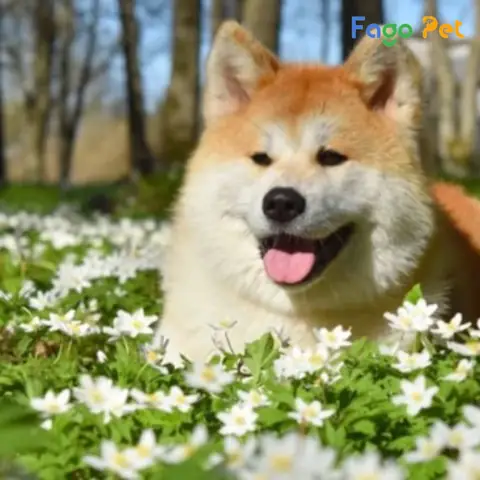 Giá Bán Chó Akita Inu Là Bao Nhiêu Giá Bán Chó Akita Inu Là Bao Nhiêu
