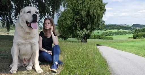 Đặc Điểm Tính Cách Của Chó Alabai Đặc Điểm Tính Cách Của Chó Alabai