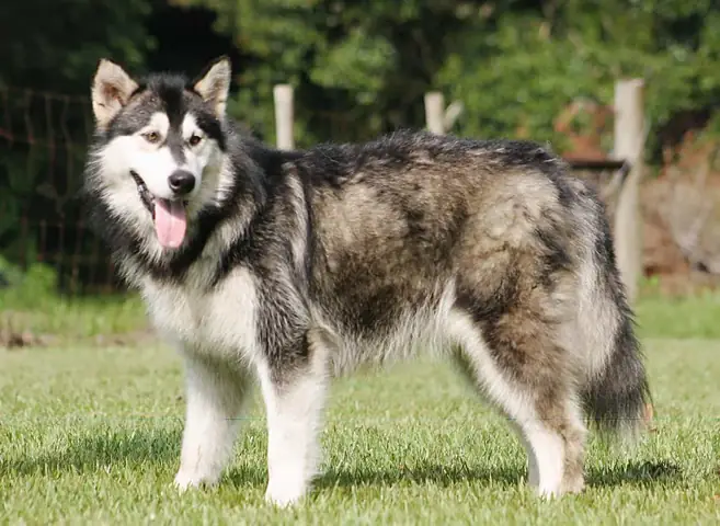 Chế Độ Dinh Dưỡng Cho Alaska Giant