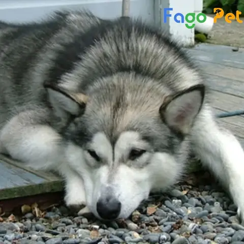 Ưu Điểm Khi Lựa Chọn Mua Chó Alaska Lai F1 Tại Fago Pet