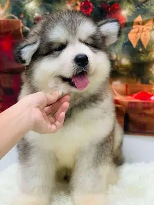Giá Chó Alaska Nhập Từ Châu Âu Hoặc Mỹ