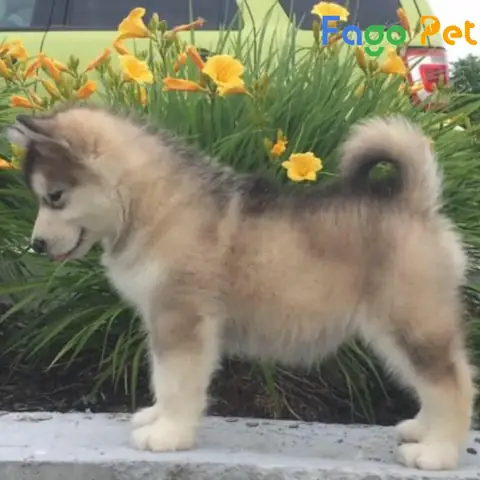 Mức Giá Chó Alaska Lai F1 Hiện Nay