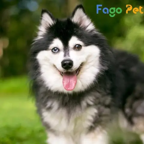 Tính Cách Độc Đáo: Trung Thành, Thông Minh Nhưng Cũng Đầy Bản Năng