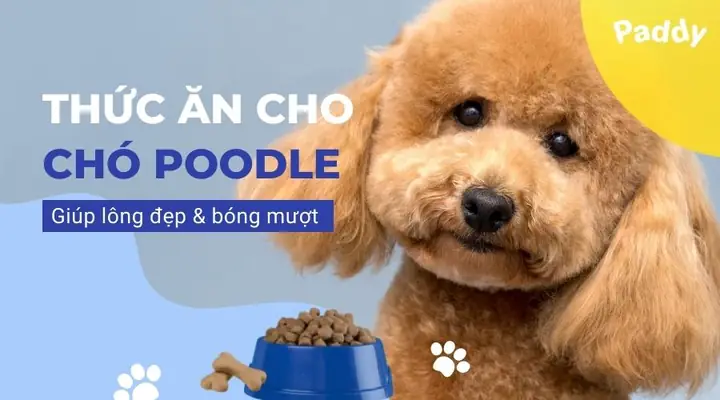 Top 10 Loại Thức Ăn Cho Chó Poodle Giúp Lông Đẹp, Bóng Mượt Top 10 Loại Thức Ăn Cho Chó Poodle Giúp Lông Đẹp, Bóng Mượt