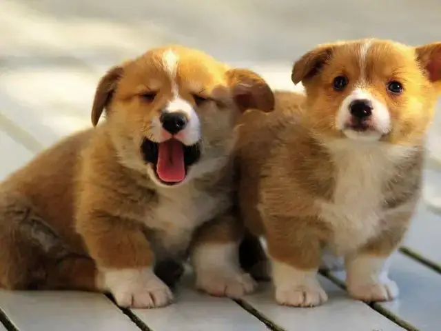 Các Yếu Tố Ảnh Hưởng Đến Giá Chó Cardigan Welsh Corgi