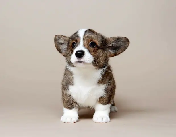 Giá Bán Chó Cardigan Corgi Là Bao Nhiêu?
