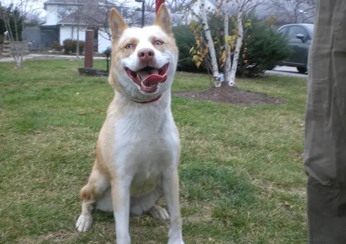 Làm Thế Nào Để Phân Biệt Chó Husky Lai Alaska F1 Và F2?